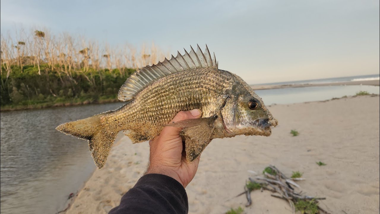 This Little Estuary is FULL of Big FISH.