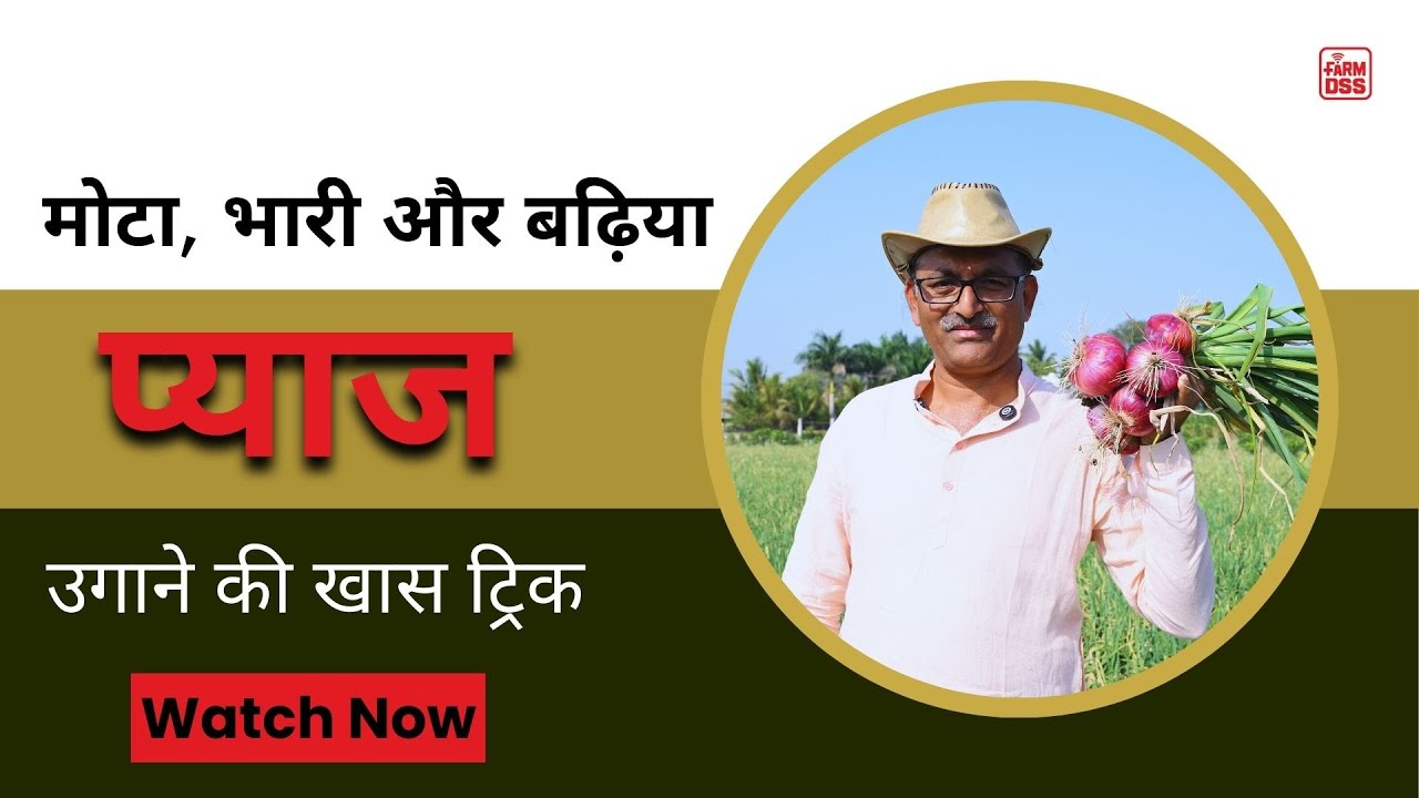 मोटा, भारी और बढ़िया प्याज  उगाने की खास ट्रिक@BTGore