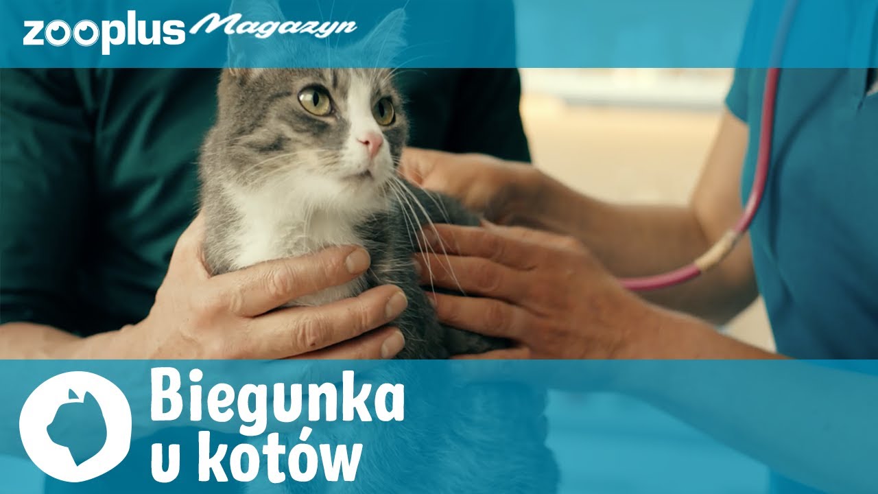 Biegunka u kotów: Co możesz zrobić, jak jej zapobiegać | zooplus.pl