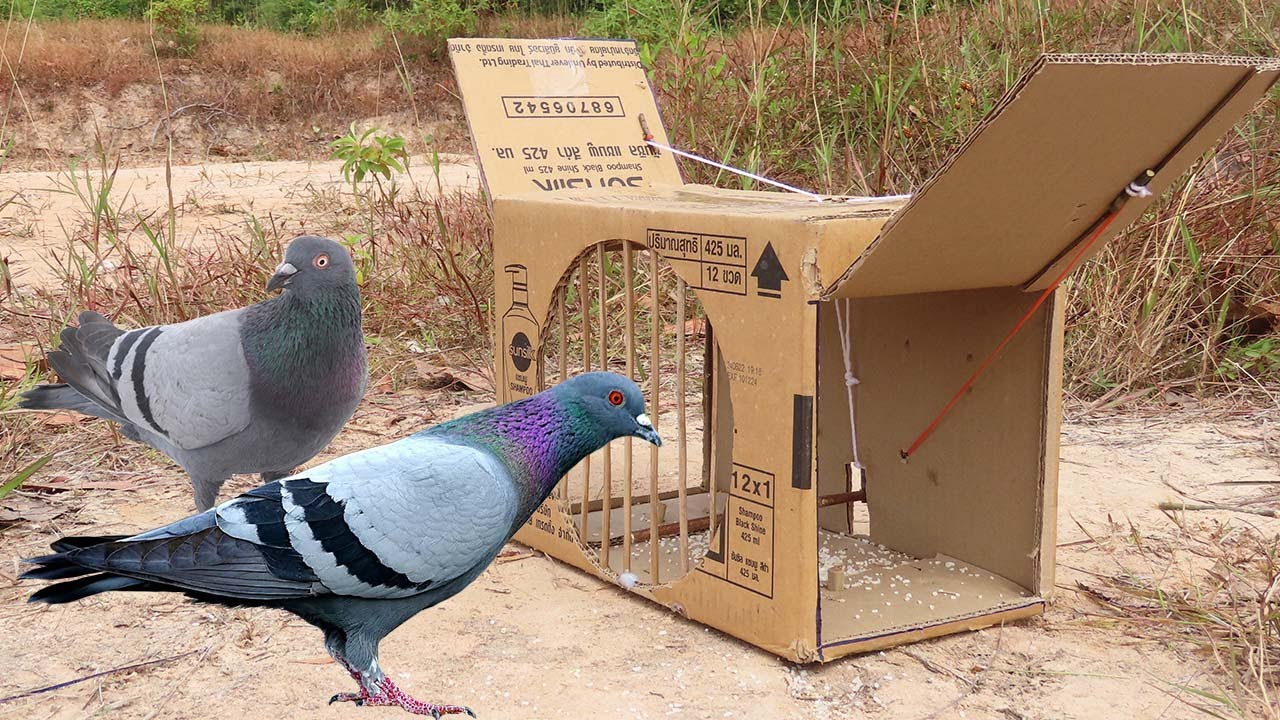 Best Quick Bird Trap - Creative Unique Pigeon Trap Using Cardboard Box And Woods