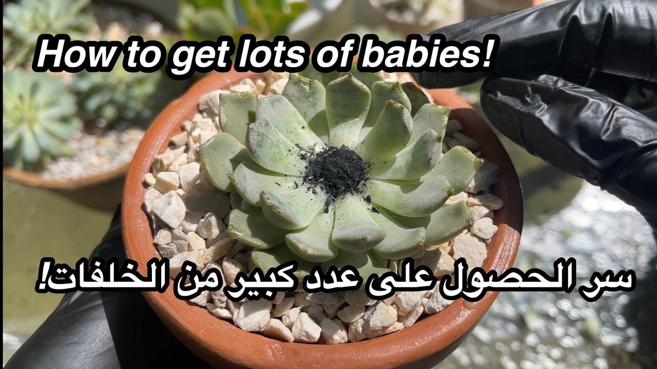 أسرار الحصول على خلفات كثيرة من إكثار الايشفيريا How to get many babies of Echeveria propagation