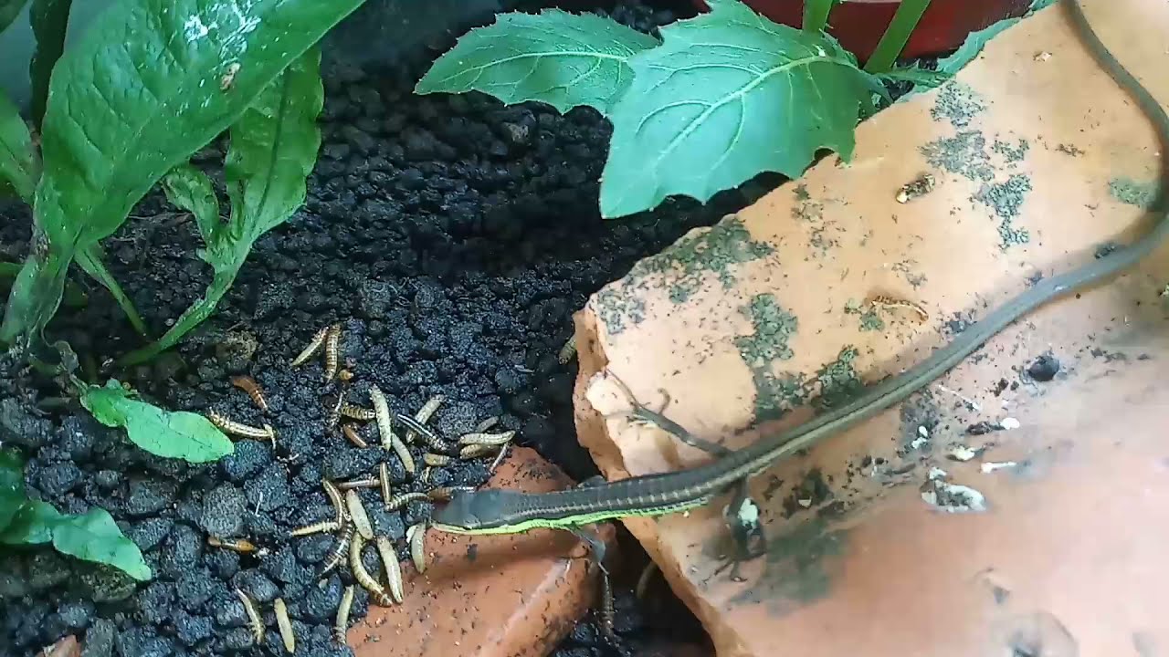kasih makan kadal rumput kadal ekor panjang