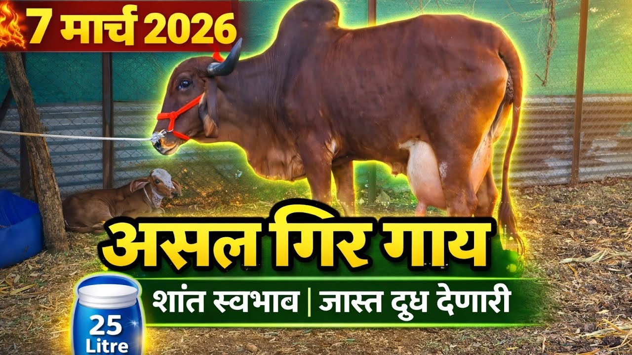 March 7, 2026|| gir cow for sale #🎥 सफरबाजाराची खास भेट||🐄 25 लिटर दूध! रेकॉर्ड ब्रेकिंग