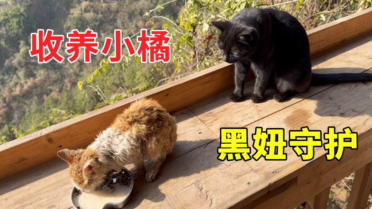 志刚把老人的小猫带回自己的家，黑妞的举动让我泪目，这是把它当成了自己的孩子！【乡野志刚】#Farm #tour