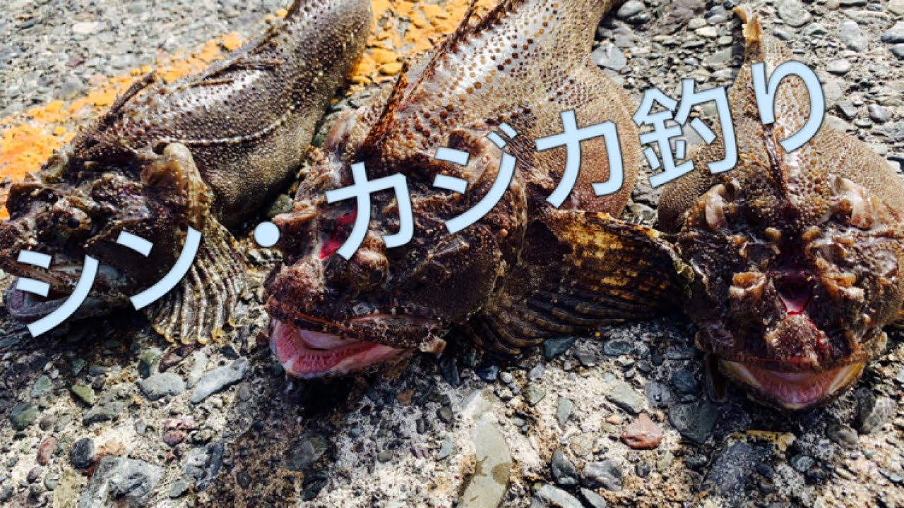 【苫小牧一本防波堤】トウベツカジカのたまごを求めて。これがシン・カジカ釣り！【3週目】