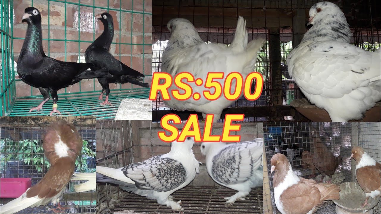 Sostay may Fancy Pigeon Sale HOGA 😍 Our All india Delivery HOGA || Kabutar lover