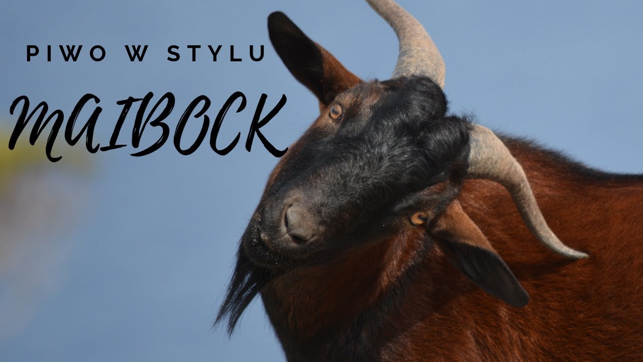 Maibock por&oacute;wnanie #brovarnia #piwodomowe #maibock