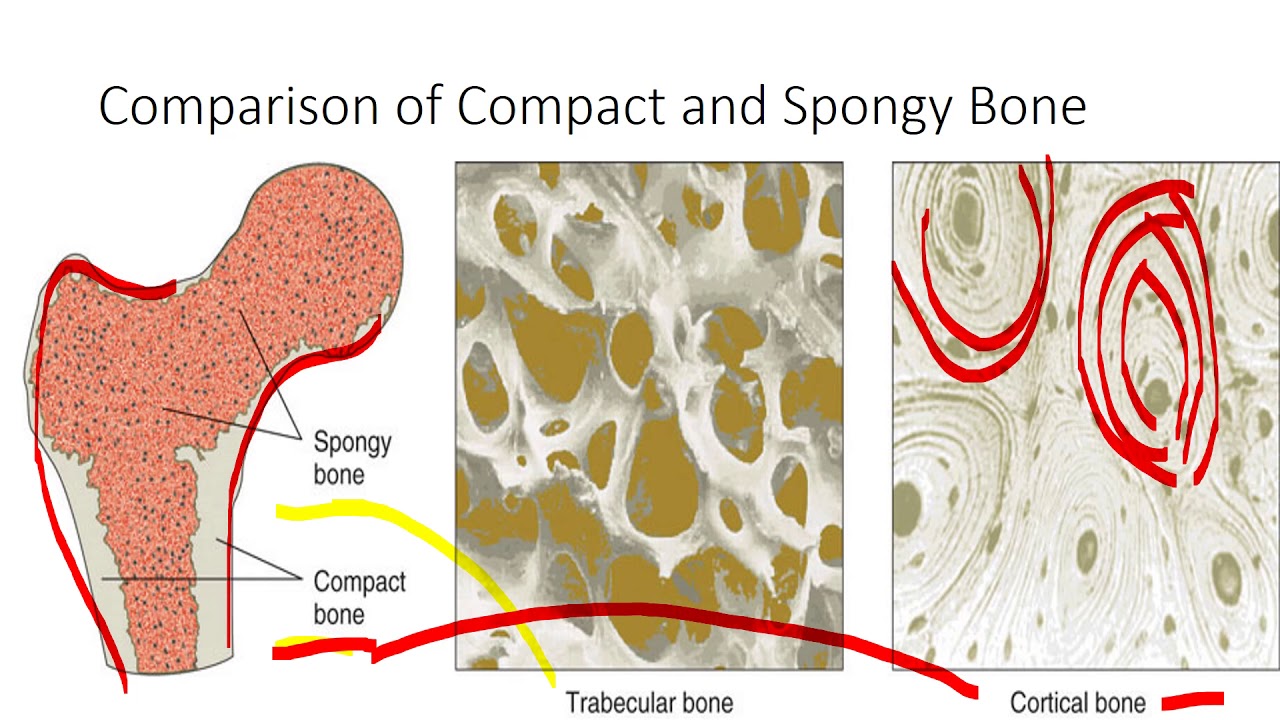 Bone Introduction