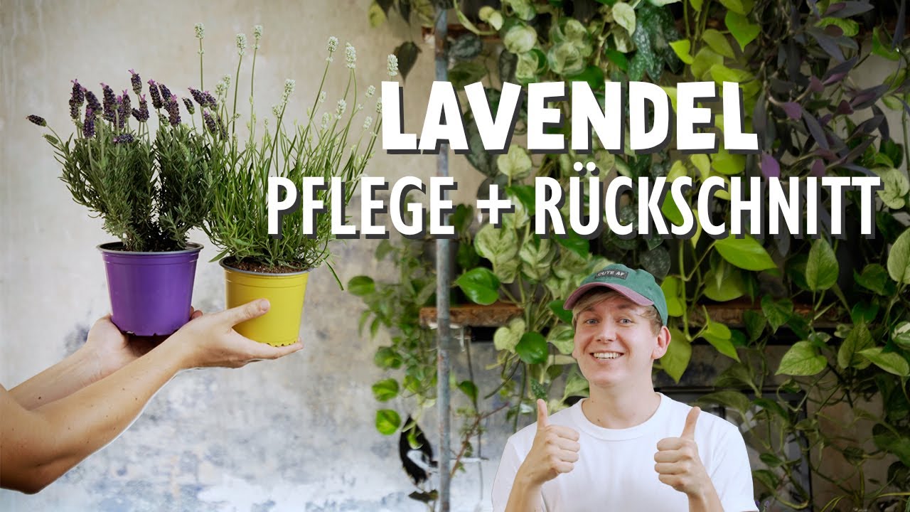 Lavendel erfolgreich pflegen & vermehren! 💜 Die BESTEN Tipps f&uuml;r Balkon und Garten ✅