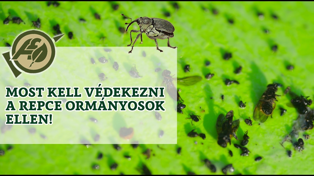 Most kell védekezni a repce ormányosok ellen!