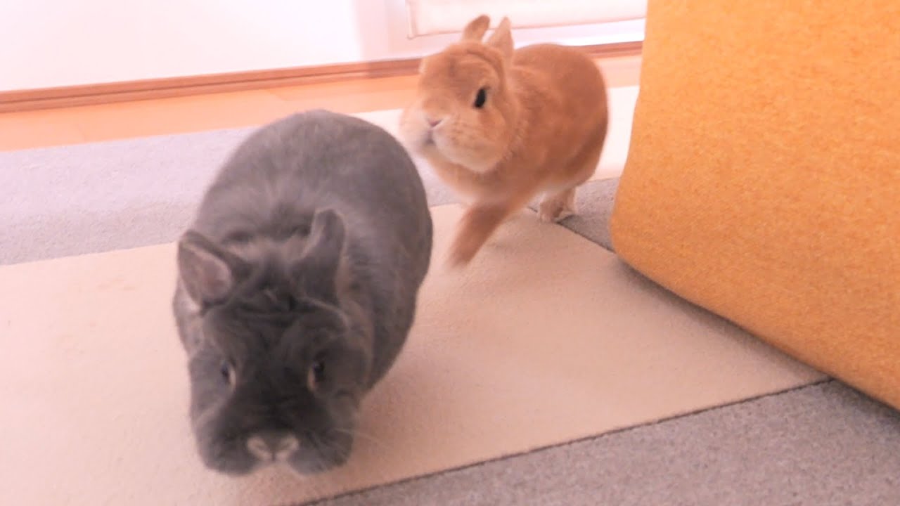 ミミがムギに話しかけると追いかけっこが始まりとても可愛かった。（飼い主も参加しました）【No.1585】