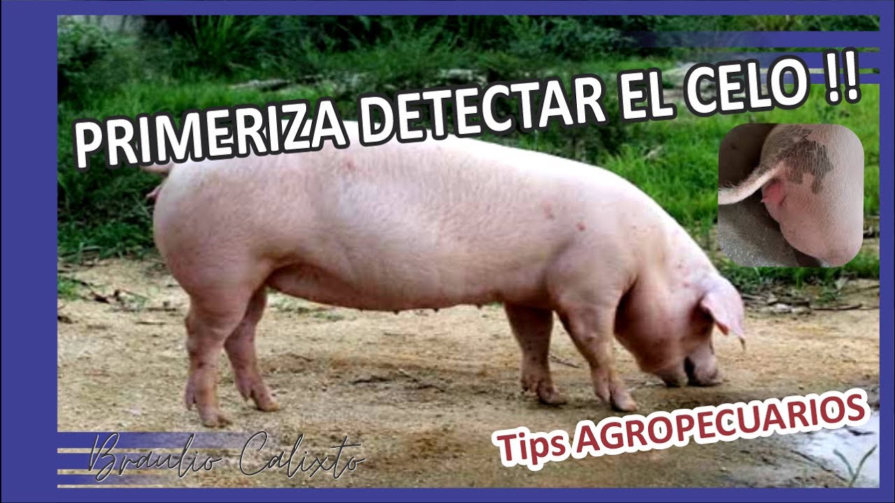 Como identificar el celo en mi Cerda Primeriza Nulipara