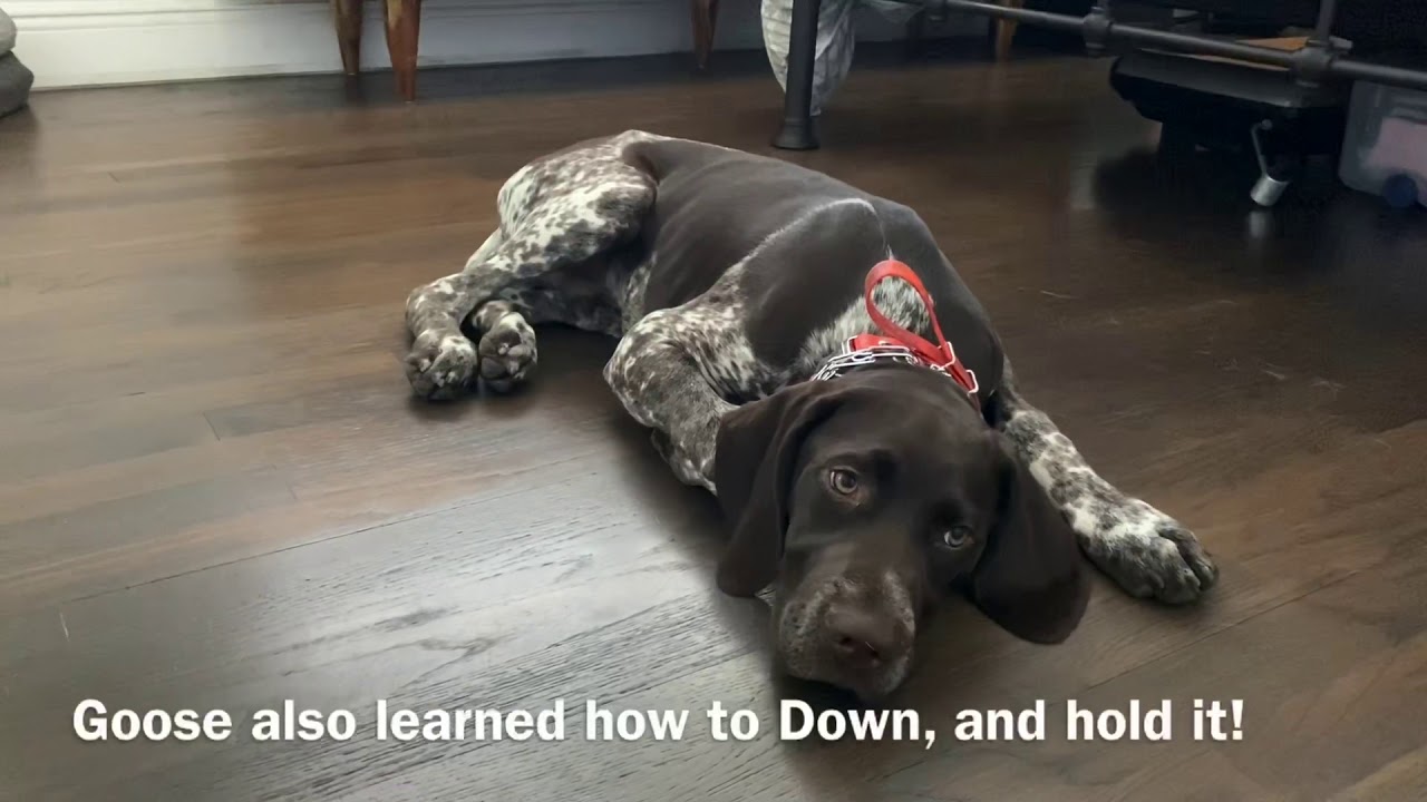 Out Of Control GSP Puppy Transformed In 6 Days