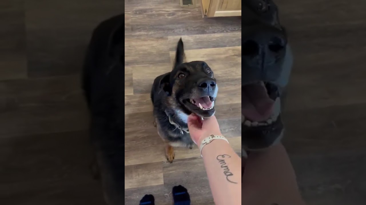 Mace (FULLY TRAINED in OBEDIENCE)
