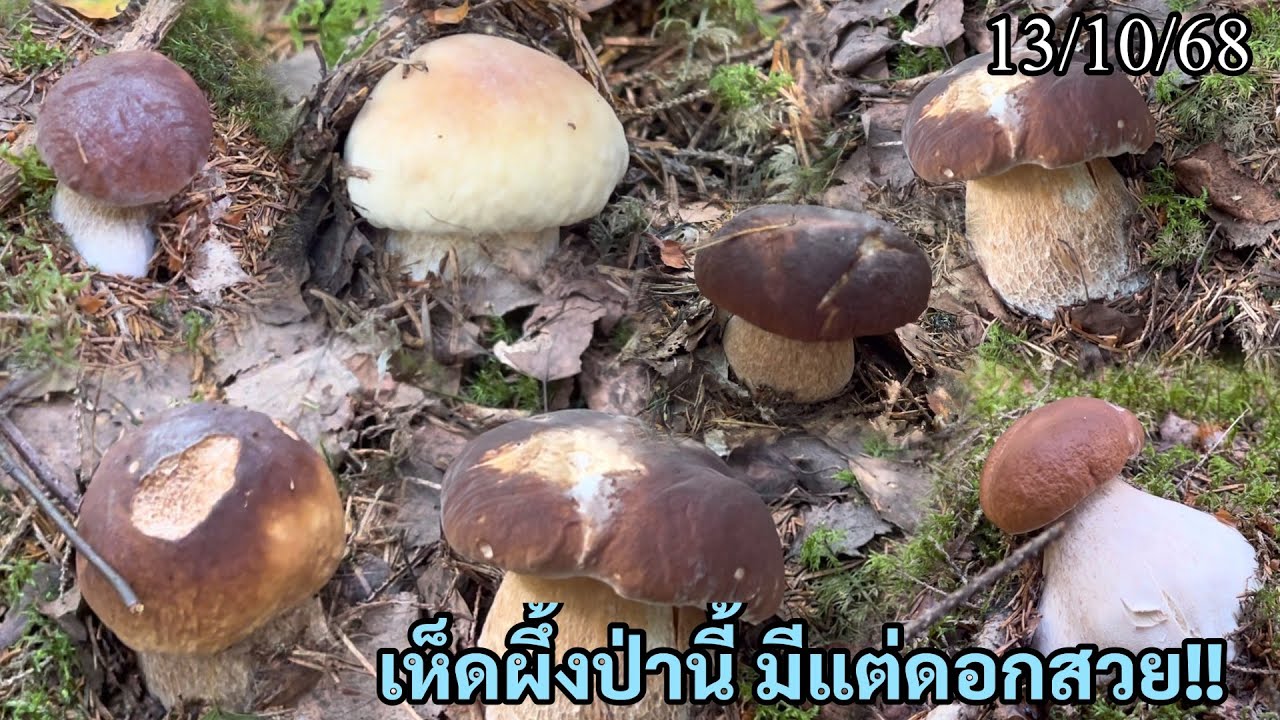 Ep43วันนี้มีรถเข้ามา3คัน‼️แต่ไม่ใช่อุปสรรคในความหมาน ขาสวย ได้เต็มตระกร้า ตัด ปัด แบบสวย#mushroom 