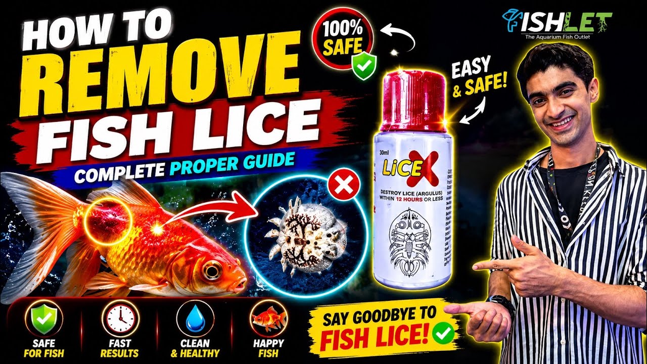 How to Remove Fish Lice from Aquarium Fish | Full Treatment Guide with Lice X---📄