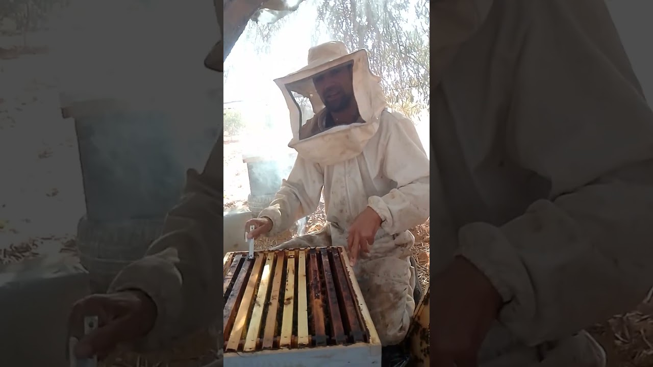 تضليل النحل ورفعه على الأرض