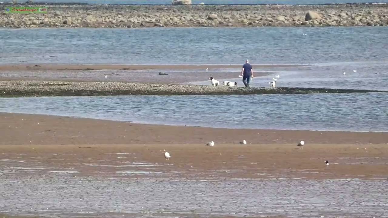 The Spaniels on Strangford  - N Irish Animal Landscape Scenes