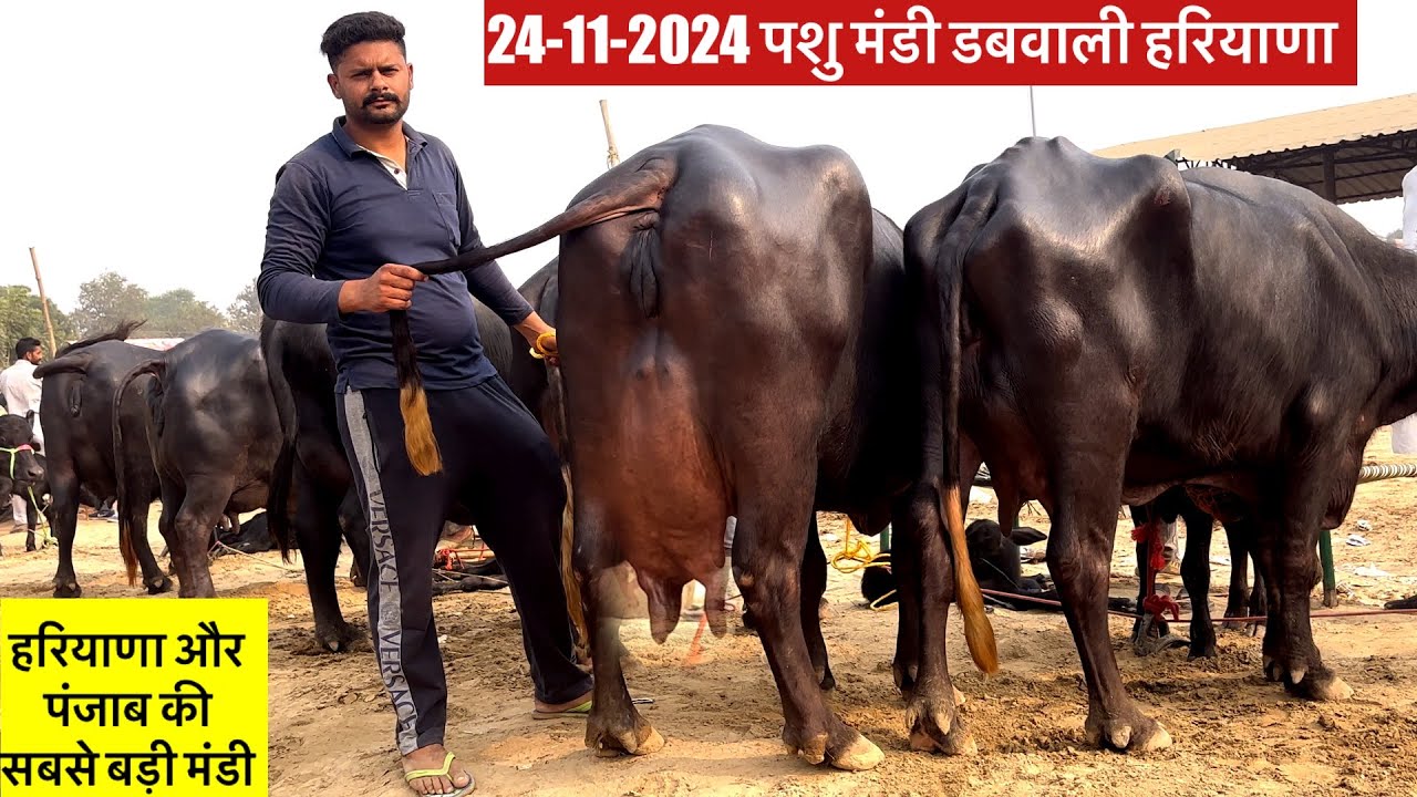 24-11-2024 पशु मंडी डबवाली