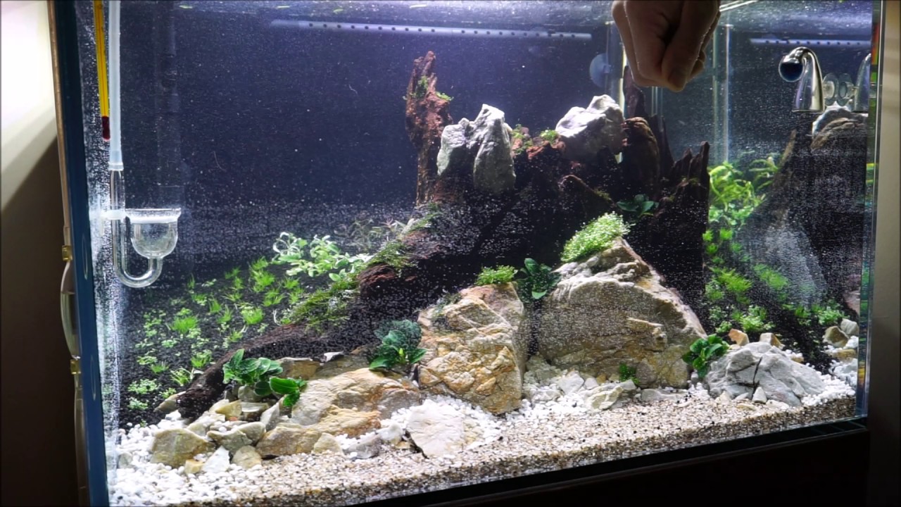 The Devil`s cliff - planting (December 2016)