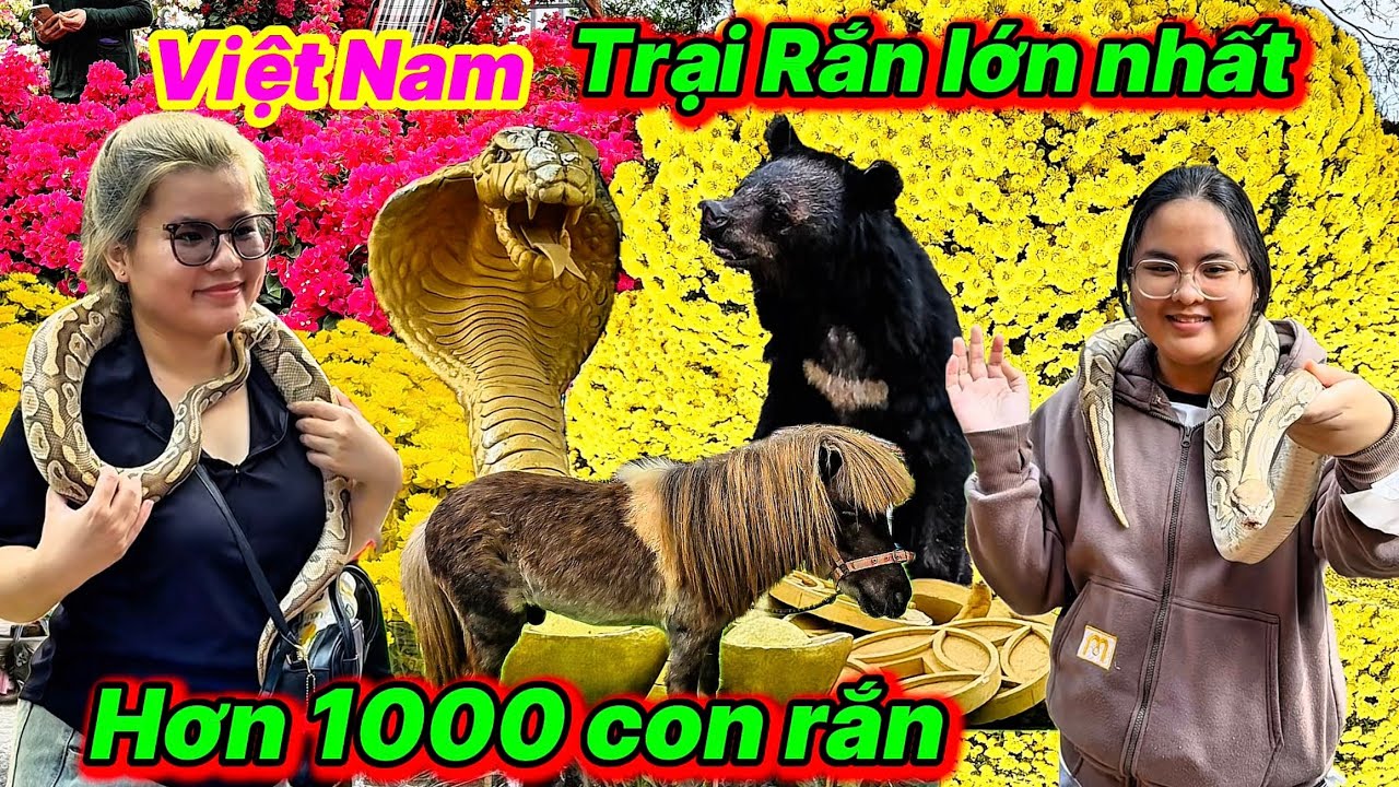 Lấy Nọc Rắn Tại Trại Rắn Đồng Tâm Lớn Nhất Việt Nam Hơn 1000 Con Rắn Khủng Động Vật Quý Hiếm