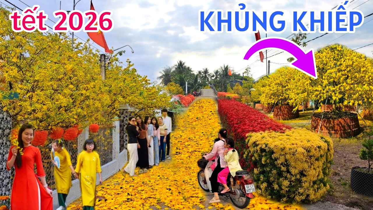 QUÁ ĐỈNH CON ĐƯỜNG CÂY MAI ĐẸP NHẤT MIỀN TÂY TẾT 2026 LAI VUNG ĐỒNG THÁP - GẶP CỤ MAI KHỦNG TIỀN TỈ
