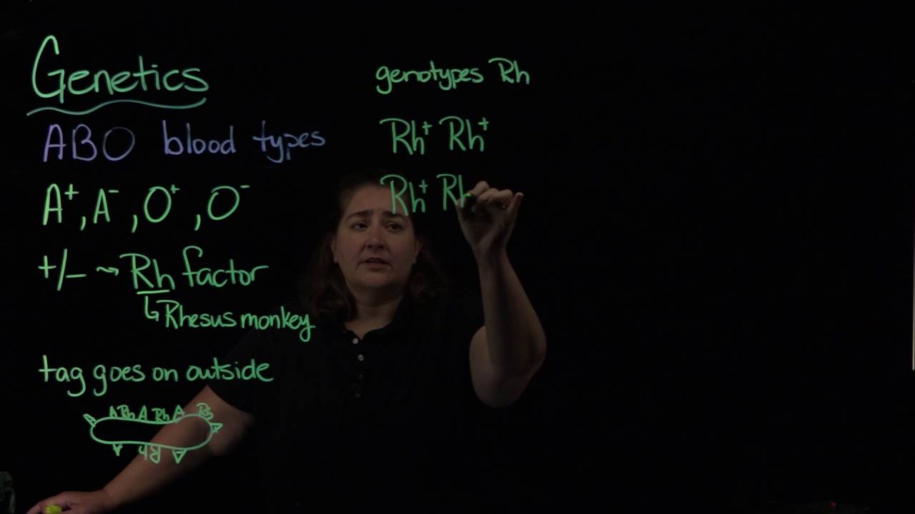 Genetics-Rh factor