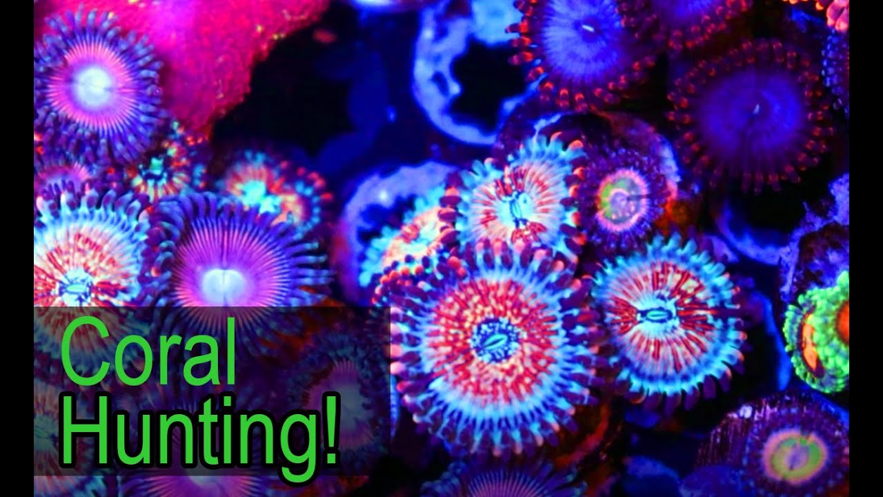 Coral Hunting At Reefapalooza Orlando