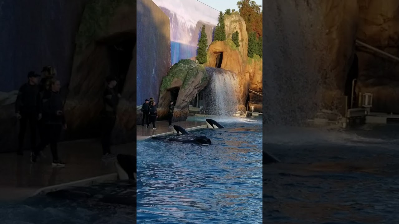 My first time seeing orca whales