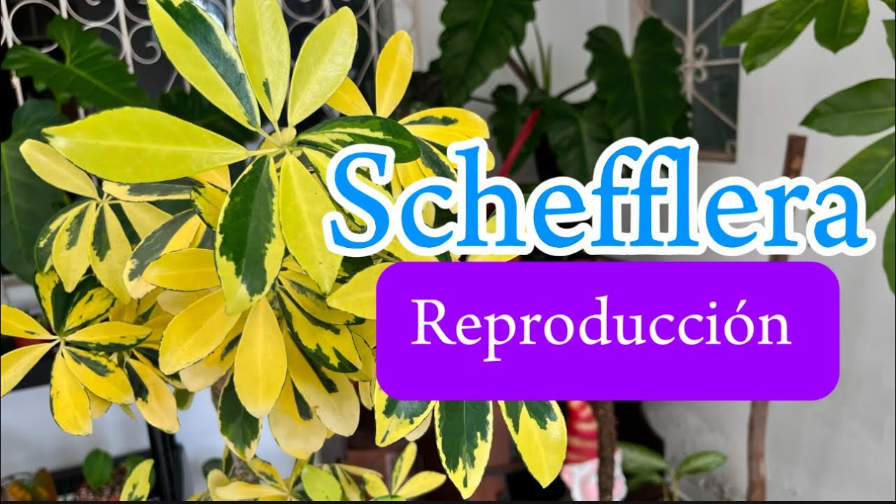 Aprende a reproducir Scheflera de la manera más fácil !