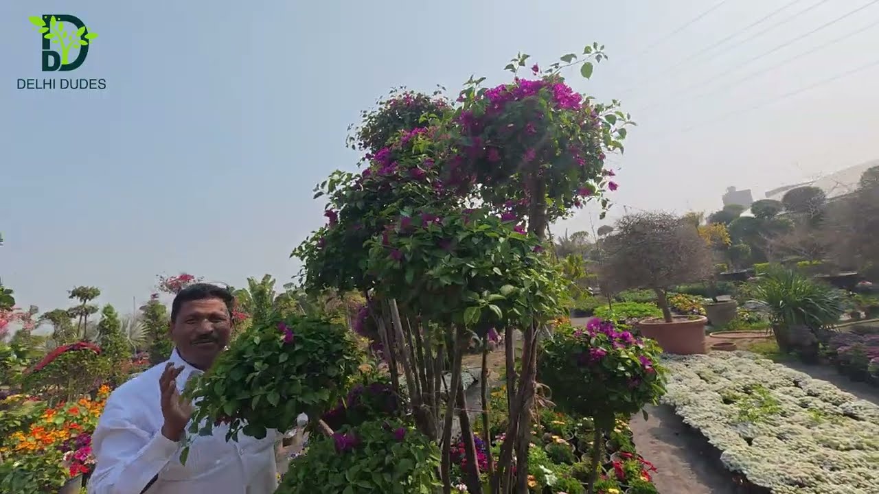 इतनी सारी Bougainvillea एक साथ कभी नहीं देखी होगी! 😲 | Rohtak का Biggest Collection