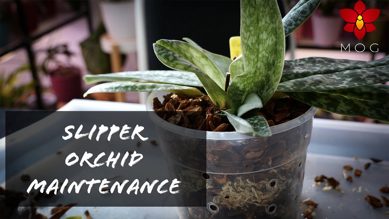 Maintenance Repotting my Paphiopedilum Orchid - When potting mixes break down