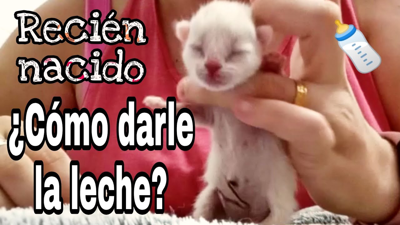¿Cómo dar leche a un gato recién nacido? 🍼🍼
