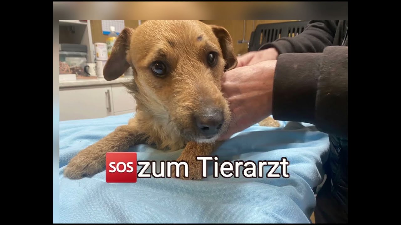 Mentor4Dogs-🆘️HOPE 