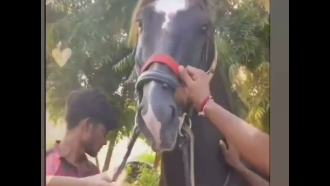 Late Marwari Stallion SARANG