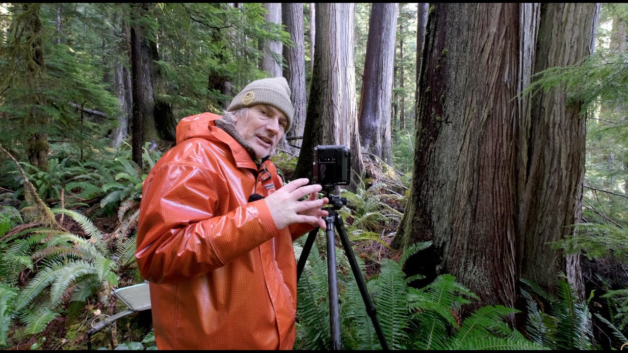 The Last Stand / PHOTOGRAPHING Vancouver Islands last remaining OLD GROWTH FORESTS