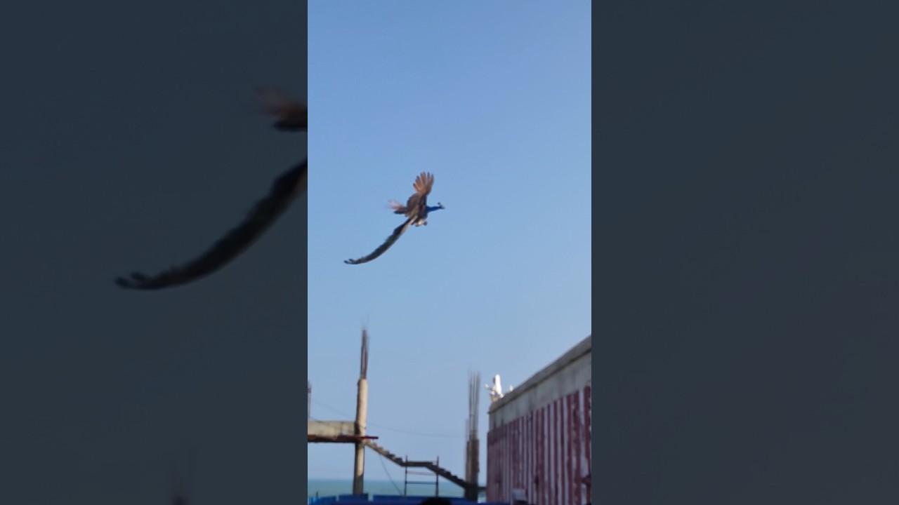 Flying peacock at Tiruchendur, Arulmigu Subramania Swamy Temple, Tiruchendur -
