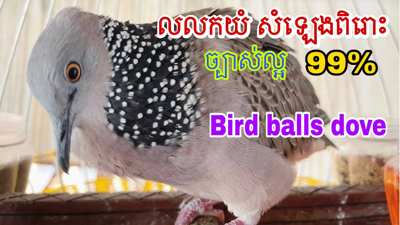 លលកយំ សំឡេងច្បាស់ល្អ Bird falls dove 