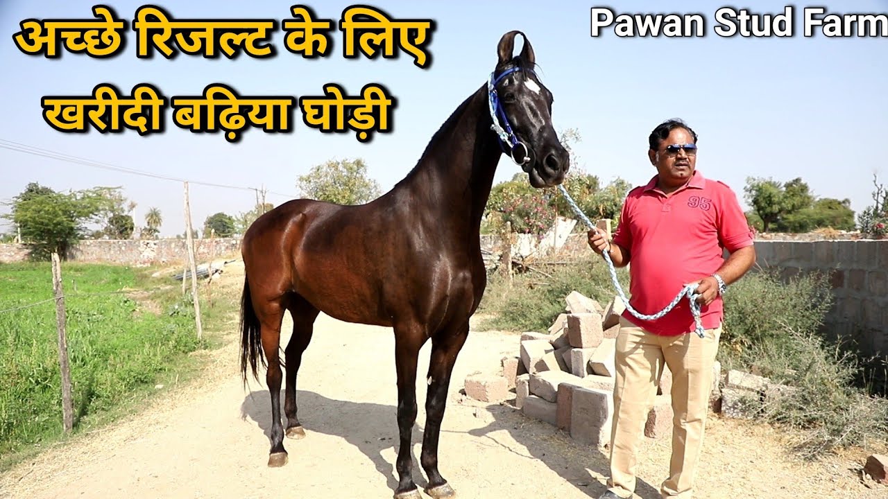 आलीशान घोड़े की पवन घोड़ी | Marwadi Ghodi | Pawan Stud Farm
