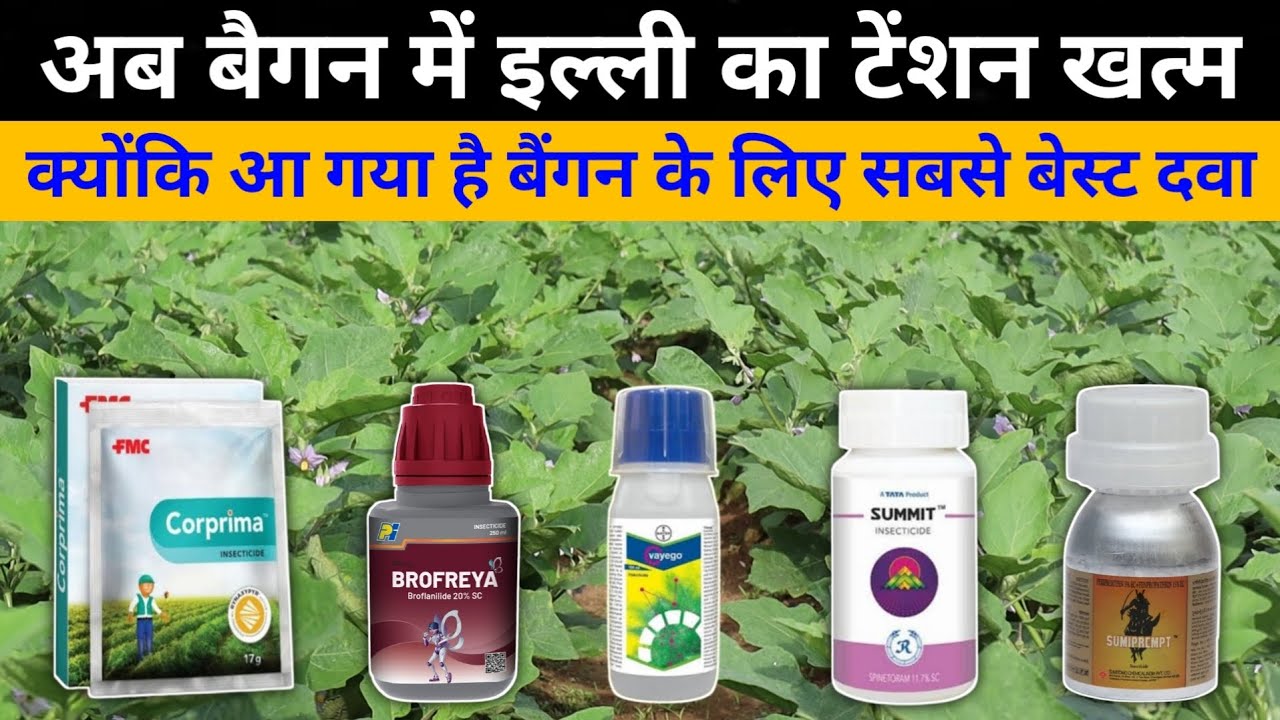 बैंगन के लिए सबसे अच्छा कीटनाशक || Best insecticide for brinjal 🔥