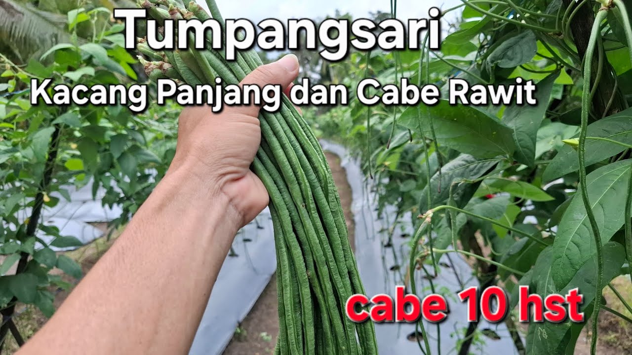 Perkembangan Cabe Rawit yng ditumpangsari dengan Kacang Panjang‼️10 hst‼️