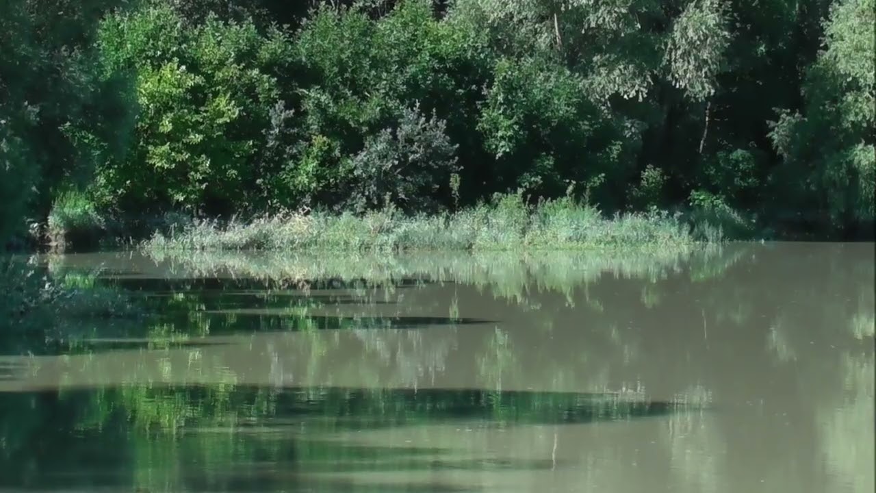 Lilla forrás, Ártéri erdő