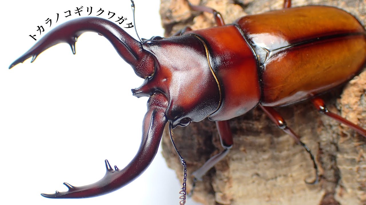 トカラノコギリクワガタ 800ml管理の成虫掘り出し結果 中之島産【クワガタ飼育】