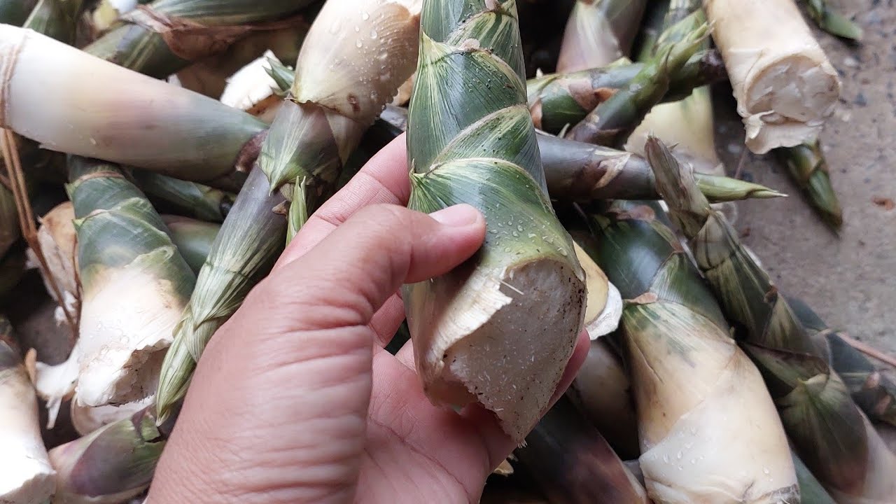 ไผ่บงหวานเพชรน้ำผึ้งสวน 3 ไข่สุดซ่า