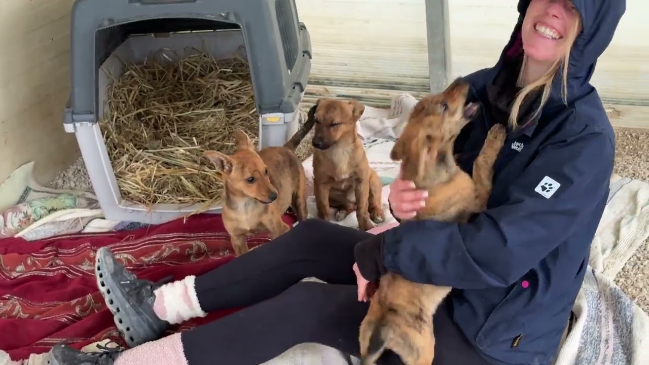 Part 7: Saved Them in Time… 3 Puppies Safe and Warm Now 🥰 - Takis Shelter