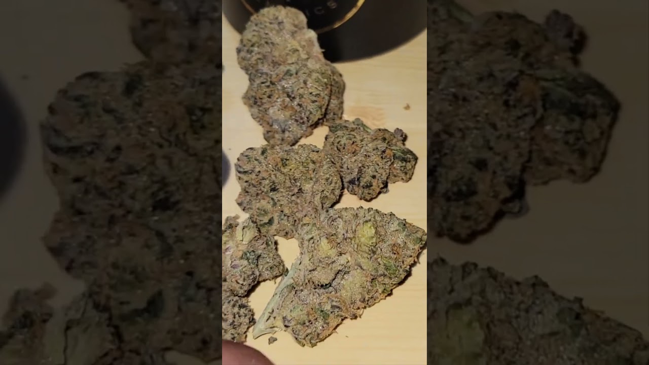Blue Lotus ( Blue Gelato #41 x XXX OG) cultivated by Maven Genetics