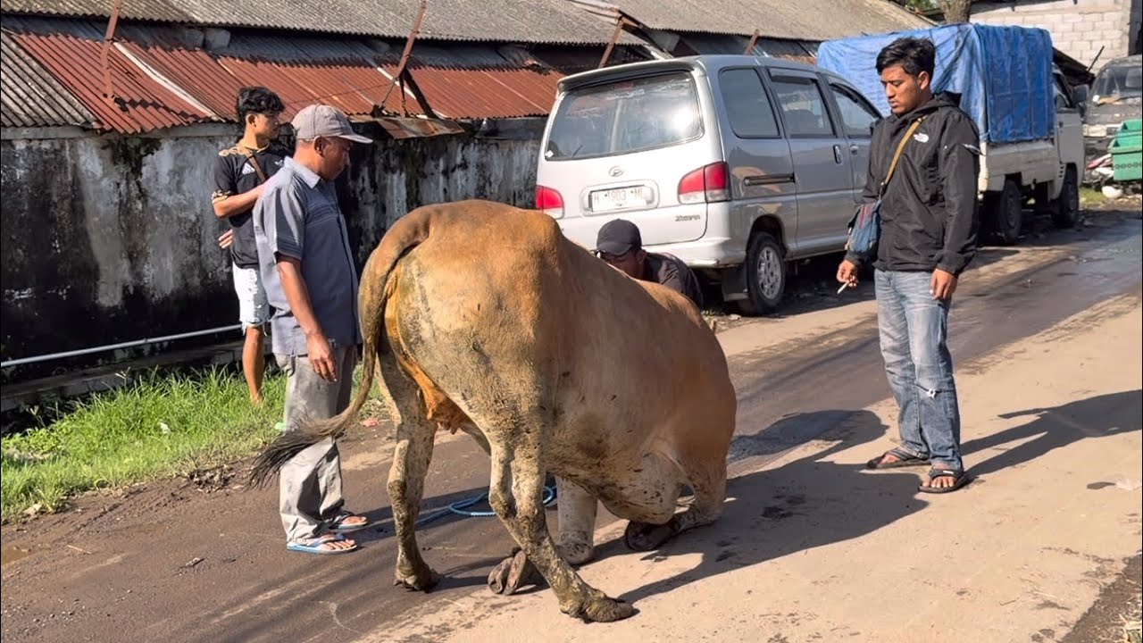 SAPI NGAMUK KABUR KE  JALAN, sujud di tengah jalan🔥🔥
