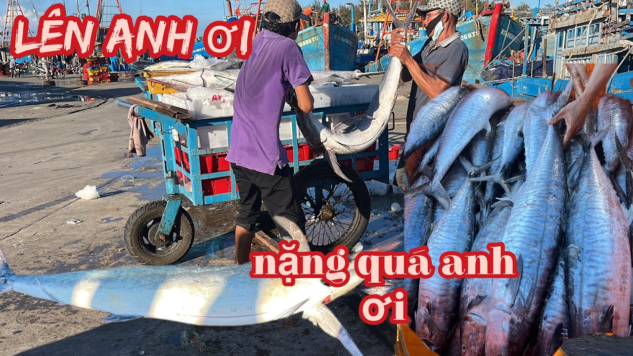 cảng cá lagi 1/3/2026 ghe lưới sù gặp cá thu , cá ngừ 