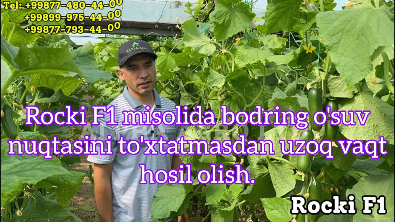 Rocki F1 мисолида бодринг ўсув нуқтасини тўхтатмасдан узоқ вақт ҳосил олиш.
