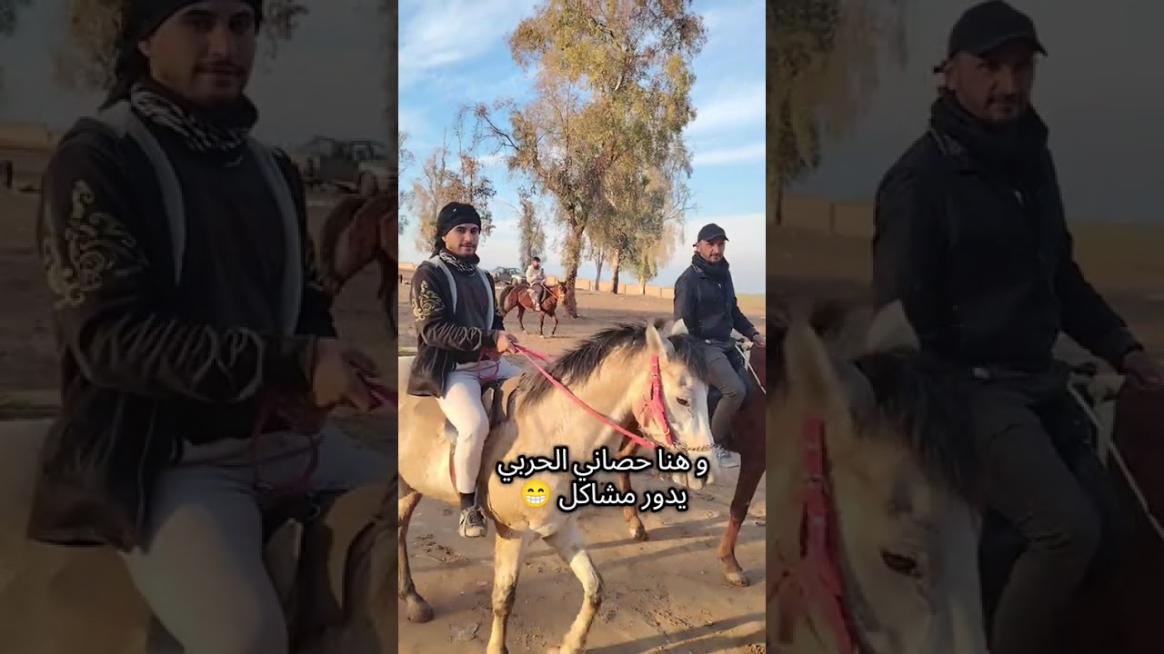 جولة مع الخيل في سهل نينوى موصل شلالات الخيول العربية. تعليم الفروسية. ترويض الخيول.بيع وشراء الخيول